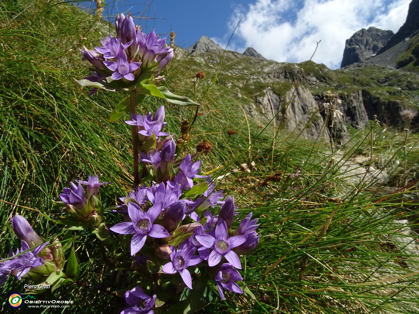 29 Genzianella germanica (Gentianella rhaetica) con vista verso i dirupi da dove scende il neonato Brembo.JPG